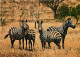 Animaux - Zèbres - Zèbres De Burchell - CPM - Carte Neuve - Voir Scans Recto-Verso - Zebras