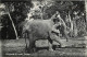 Animaux - Eléphants - Sri Lanka - Ceylon - Elephants At Work - Animée - CPSM Format CPA - Voir Scans Recto-Verso - Elefantes