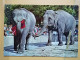 KOV 506-59 - ELEPHANT, OLIFANT - Olifanten