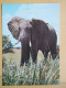 KOV 506-59 - ELEPHANT, OLIFANT - Elefantes