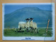 KOV 506-54 - SHEEP, MOUTON - Other & Unclassified