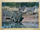 KOV 506-54 - ZEBRA - Zebras