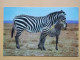 KOV 506-54 - ZEBRA - Zebras