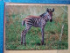 KOV 506-56 - ZEBRA - Zebras