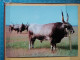 KOV 506-57 - BULL, TAUREAU,  - Bull