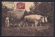 Cows - Working In Field / Postcard Circulated, 2 Scans - Vaches