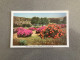 Wild Flower Reserve - Caledon - Veldblomtuin Carte Postale Postcard - South Africa