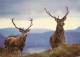 Animaux - Cervidés - Royaume Uni -Ecosse - Scotland - UK - United Kingdom - The Scottish Highlands - Monarchs Of The Gle - Andere & Zonder Classificatie