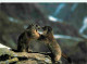 Animaux - Marmottes - CPM - Voir Scans Recto-Verso - Other & Unclassified