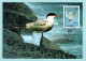 Carte Maximum 1995 - Les Oiseaux De John J. Audubon - Sterne Pierre-Garin - YT 2931 - Paris - 1990-1999
