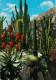 Fleurs - Plantes - Cactus - Principauté De Monaco - Le Jardin Exotique - Candélabre Agave Et Coussin De Belle-mère - CPM - Cactus