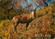 Animaux - Cervidés - Royaume Uni -Ecosse - Scotland - UK - United Kingdom - Invernessshire - Red Deer - CPM - Voir Scans - Autres & Non Classés