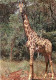 Animaux - Girafes - Images D'Afrique - Girafe Masaï - Carte Neuve - CPM - Voir Scans Recto-Verso - Girafes