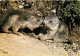 Animaux - Marmottes - CPM - Voir Scans Recto-Verso - Andere & Zonder Classificatie