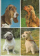 LOT DE 40 CARTES . - Chiens De Toutes Races - Dogs