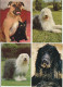 Delcampe - LOT DE 40 CARTES . - Chiens De Toutes Races - Dogs