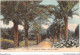 ABTP1-06-0060 - NICE - Promenade Du Chateau - Alle Des Palmiers - Parcs Et Jardins