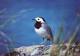 UCCELLO Animale Vintage Cartolina CPSM #PAN119.A - Birds