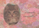 CAT KITTY Animals Vintage Postcard CPSM #PAM371.A - Katzen