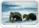 OTTER Animale Vintage Cartolina CPSM #PBS902.A - Andere & Zonder Classificatie