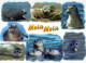 SEAL Animals Vintage Postcard CPSM #PBS660.A - Andere & Zonder Classificatie