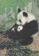 PANDA OURS Animaux Vintage Carte Postale CPSM #PBS238.A - Ours