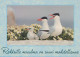 PÁJARO Animales Vintage Tarjeta Postal CPSM #PBR495.A - Pájaros