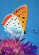 BUTTERFLIES Vintage Postcard CPSM #PBZ914.A - Papillons