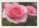 FLOWERS Vintage Ansichtskarte Postkarte CPSM #PBZ638.DE - Bloemen