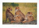 LEOPARD Tier Vintage Ansichtskarte Postkarte CPSM #PBS048.DE - Andere & Zonder Classificatie