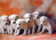 HUND Tier Vintage Ansichtskarte Postkarte CPSM #PBQ394.DE - Hunde