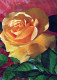 FLOWERS Vintage Postcard CPSM #PAS348.GB - Fleurs