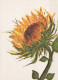 FLEURS Vintage Carte Postale CPSM #PBZ577.FR - Flowers