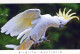 OISEAU Animaux Vintage Carte Postale CPSM #PBR384.FR - Birds