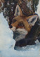 FOX Animals Vintage Postcard CPSM #PBS809.GB - Autres & Non Classés