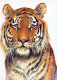 TIGER Animals Vintage Postcard CPSM #PBS044.GB - Tigres