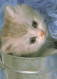 CAT KITTY Animals Vintage Postcard CPSM #PBQ851.GB - Chats