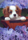 DOG Animals Vintage Postcard CPSM #PBQ662.GB - Chiens