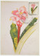 Maximum Card Brazil 1992 Flower - Sonstige & Ohne Zuordnung