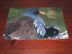 76005-           15 X 21 CM. CARD - VOGELS / BIRDS / VÖGEL / OISEAUX / AVES - Oiseaux