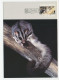 Maximum Card Australia 1992 Squirrel Glider - Autres & Non Classés