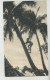 OCEANIE - NOUVELLE CALEDONIE - Cocotiers  (beaux Timbres ) - New Caledonia