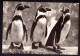 AK 212028 BIRD / VOGEL - Humboldt Pinguine - Vögel