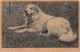TH-ANIMAUX CHIEN DES PYRENEES-N°2147-H/0345 - Chiens