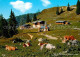 72619788 Kufstein Tirol Kaindl Huette Am Wilden Kaiser Almvieh Kuehe Kufstein - Sonstige & Ohne Zuordnung