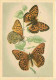 Animaux - Papillons - Papillons Diurnes D'Europe - Série 2 - 16a - Grand Nacré - Argynnis Aglaja L - 16b - Tabac D'Espag - Butterflies