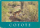 Animaux - Loups - Coyote - Wolf - Lobo - CPM - Carte Neuve - Voir Scans Recto-Verso - Autres & Non Classés