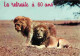 Animaux - Fauves - Lion - CPM - Voir Scans Recto-Verso - Lions