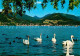 72615689 Tegernsee Panorama Schwaene Tegernsee - Tegernsee