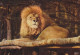 Réserve Africaine Du Château De Thoiry En Yvelines Lion - Lions